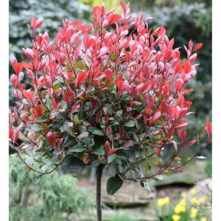 die nr-01.de Glanzmispel Red Robin 80-100cm - Photinia fraseri