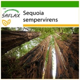 Saflax - Küsten - Mammutbaum - Sequoia sempervirens