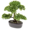 Botanic-Haus Kunstbonsai »Ficus Bonsai grün 32 cm 420002