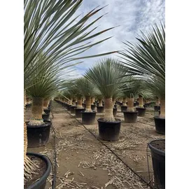 sunny-tree Sunny Tree - Yucca Rostrata - Palme - Stammhöhe 60/70 cm - cm - Winterhart- Palmlilie