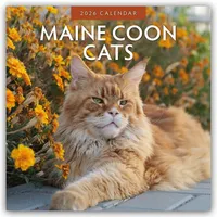 Brown trout-auslieferer flechsig Maine Coon Cats - Maine Coon