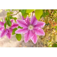 Pflanzen Für Dich Clematis Bees Jubilee' Rosa-Weiß 60–100 cm