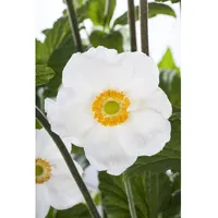 Pflanzen Für Dich Anemone sylvestris, ca. 9x9 cm Topf