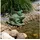 esotec Wasserspeier Frosch Bruno & Pip