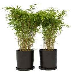 Plant in a Box Gansu Bambus - Fargesia nitida 4er-Set Höhe 50-70cm