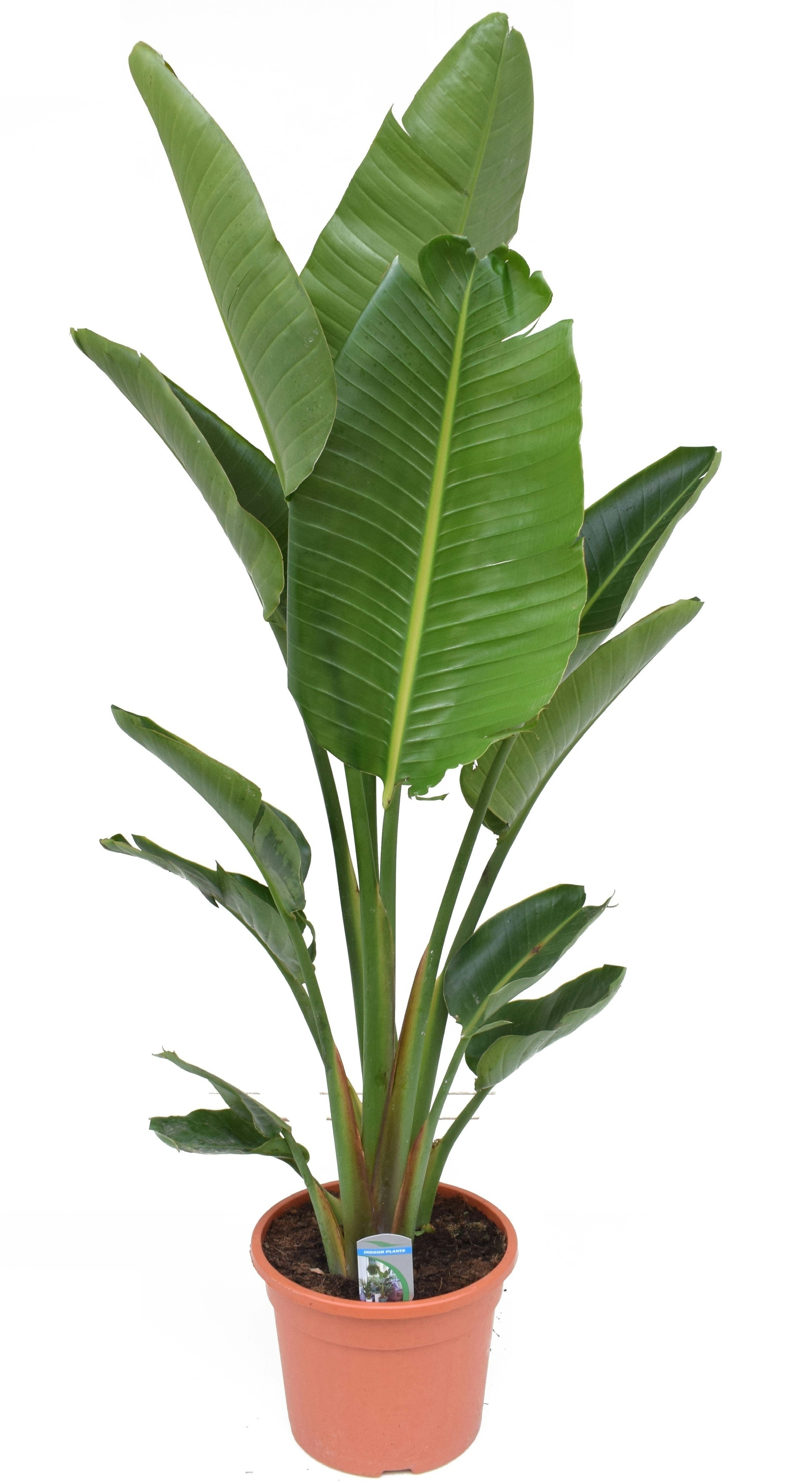 Plant in a Box XXL Strelitzia Nicolai - Paradiesvogelpflanze Höhe 150-170cm