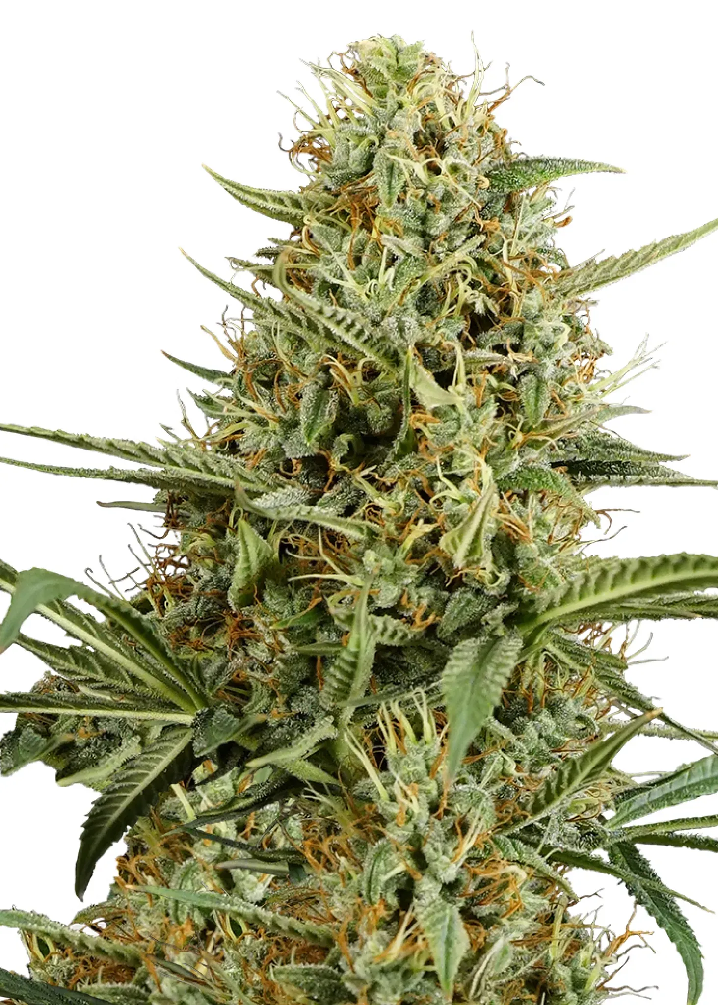 Royal Queen Seeds Hulkberry Auto  3 Samen