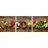 Euroart Glasbild 30 x 90 cm Herbs and Spices Glas Bunt