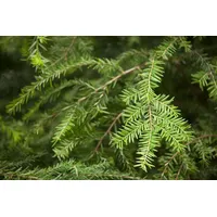 Pflanzen Für Dich Tsuga canadensis Kanadische Hemlocktanne 80–100 cm