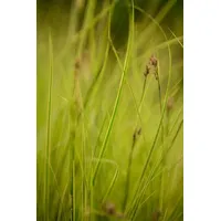 Pflanzen Für Dich Carex Brunnea Honeymoon Ziergras Ca. 14x14