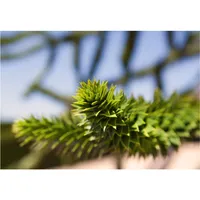 Pflanzen Für Dich Araucaria araucana, Andentanne, 20–30 cm
