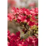 pflanzen-für-dich.de – Japanische Azalee 'hino-crimson' Rhododendron Obt.'hino-crimson' C 2 20- 25