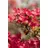 pflanzen-für-dich.de – Japanische Azalee 'hino-crimson' Rhododendron Obt.'hino-crimson' C 2 20- 25