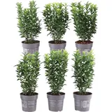 plants by frank | Grüne Spindelstrauch Hecke | Euonymus Japonicus 'Green Spire' | Heckenpflanzen | Gartenpflanzen