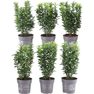 plants by frank | Grüne Spindelstrauch Hecke | Euonymus Japonicus 'Green Spire' | Heckenpflanzen | Gartenpflanzen