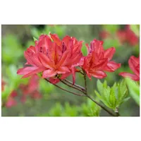 Pflanzen Für Dich Rhododendron luteum 'Tunis', gelb, 30–40 cm