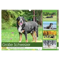 Calvendo Große Schweizer - Gigantische Sennenhunde (Wandkalender 2026 DIN