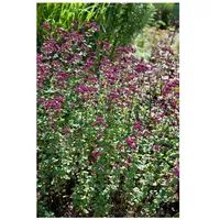 Pflanzen Für Dich Origanum laevigatum 'Rosenkuppel', Oregano, rosa Blüten,