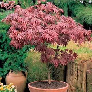 Gardeners Dream Japanischer Fächerahorn Acer Palmatum Atropurpureum - Japanischer Ahorn Winterhart im 9cm Topf - Winterharte Pflanzen für Garten, Kübel & Balkon - Roter Ahorn Baum - Mehrjährig