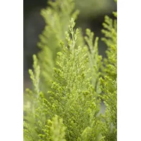 Pflanzen-für-dich.de Chamaecyparis lawsoniana 'Ellwood's Empire', 30–40 cm, immergrün