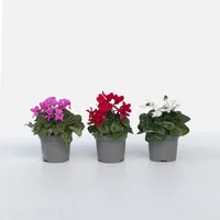 Plant in a Box - Alpenveilchen - 6 Stk