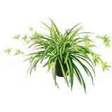 I.GE.A. Kunstpflanze I.GE.A. "Wasserlilie", grün, B:60cm H:40cm, Kunststoff, Polyester, Kunstpflanzen, Kunstpflanze, Im Topf