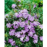 Pflanzen Für Dich Rhododendron impeditum Blumiria Zwerg-Rhododendron, lila, ca. 11x11 cm Topf