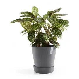 Ecopots Topfuntersetzer ECOPOTS "mit Rollen 60 Grau", grau, B:51cm H:10,1cm T:51cm Ø:49,3cm, Untersetzer, für innen und außen: frostsicher, bruchsicher und lichtbeständig