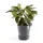 Ecopots Topfuntersetzer ECOPOTS "mit Rollen 60 Grau", grau, B:51cm H:10,1cm T:51cm Ø:49,3cm, Untersetzer, für innen und außen: frostsicher, bruchsicher und lichtbeständig