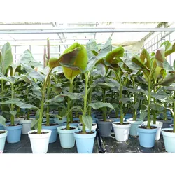 Bananenstaude Banane Musa Sikkimensis Red Tiger Banane 110 - 130 cm  winterhart Staude