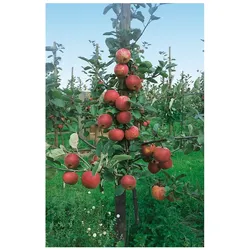 Malus 'Roter Boskoop', Apfelbaum, 150–200 cm