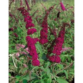 Pflanzen Für Dich Buddleja 'Sugar Plum' Neuheit, rot, 40–60 cm
