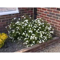 Pflanzen Für Dich Helianthemum x cult. 'Eisbär', Sonnenröschen, weiß,