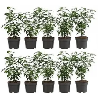 2-3 Meter Portugiesischer Kirschlorbeer 'Angustifolia', 10 x ca. 30-35 cm, Dunkelgrün