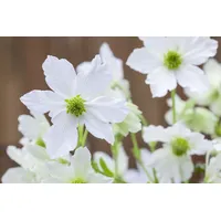 PlantaPro Clematis Hybride 'Early Sensation' 2L 60- 100