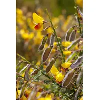 Pflanzen Für Dich Cytisus scoparius 'Andreanus Splendens', Besenginster, gelb-rot,