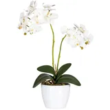 kunstpflanzen-discount.com Orchideen Kunstblume 50cm im Topf mit 2 Creme weiß farbigen Blüten - Künstliche Orchidee blühend