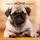 tushita paperart gmbh Möpse / Puglets 2027