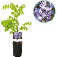 Everspring Kletterpflanze Duftende Blaue Hängende Blüten – Wisteria floribunda Prolific | Green boutiQ