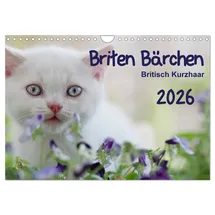 Calvendo Briten Bärchen – Britsch Kurzhaar 2026 (Wandkalender 2026 DIN A4 quer), CALVENDO Monatskalender: Mit den Britisch Kurzhaar Katzen durch ein ganzes Jahr (CALVENDO Tiere)