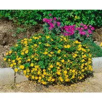 Pflanzen Für Dich Potentilla neumanniana 'Nana', Fingerkraut, gelb, ca.