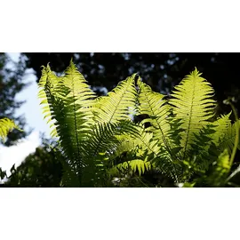 Sigma Art 24-70 mm F2,0, Bildstabilisator, Sony E-Mount