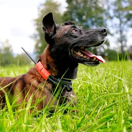 DOGTRACE X25 X25TB (control+collar +educative+beeper)