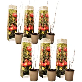 Plant in a Box - Granatapfelbaum - 6 Stk - Punica granatum - Höhe 25-40cm - Topf 9cm