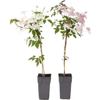Plant in a Box - 2 Stk - Clematis