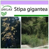 Saflax - Riesenfedergras - 10 Samen - Stipa gigantea