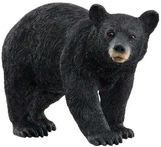 American Black Bear