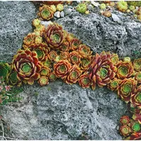 Pflanzen Für Dich Sempervivum x cult.'Bernstein', Hauswurz, ca. 9x9