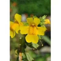 Pflanzen Für Dich Mimulus luteus, Gelbe Gauklerblume, ca. 9x9