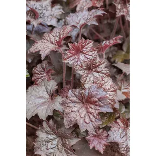 Pflanzen Für Dich Heuchera micrantha 'Palace Purple', Purpurglöckchen ca. 9x9 cm Topf